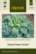 Grønkål 'Dwarf Green Curled'