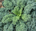 Grønkål 'Dwarf Green Curled'