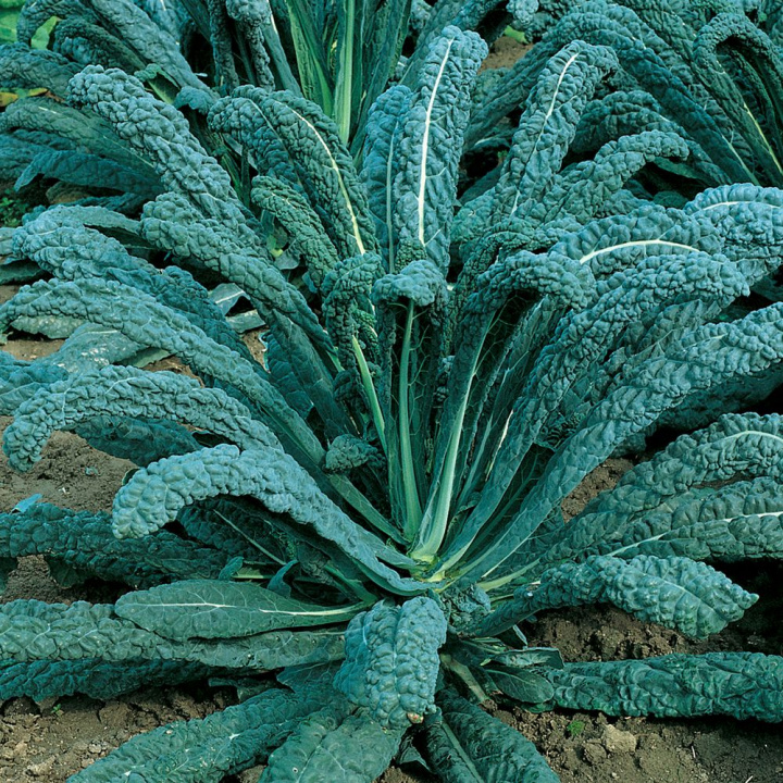 Palmekål 'Nero di Toscana'