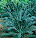 Palmekål 'Nero di Toscana'