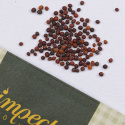 Palmekål 'Nero di Toscana'