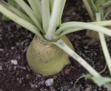 Kålroe 'Wilhelmsburger'