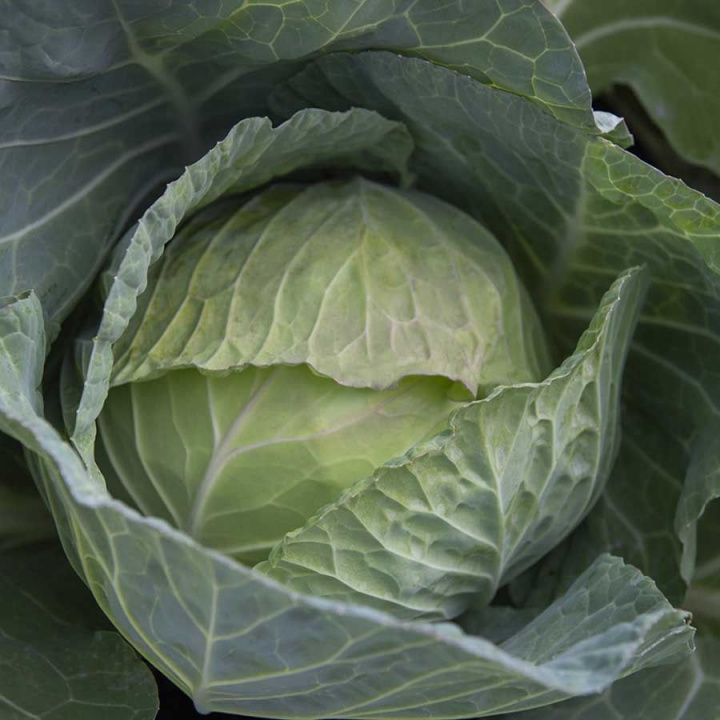 Hvidkål F1 'Cabbice'