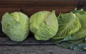 Hvidkål F1 'Cabbice'