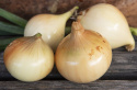 Vinterløg 'Senshyu Yellow'