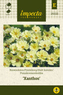 Stolt kavaler 'Xanthos'