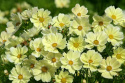 Stolt kavaler 'Xanthos'