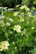 Stolt kavaler 'Xanthos'