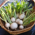 Majroe 'Bola de nieve'