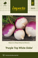 Majroe 'Purple Top White Globe'