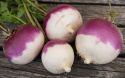 Majroe 'Purple Top White Globe'