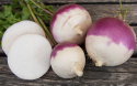 Majroe 'Purple Top White Globe'