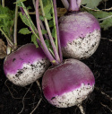 Majroe 'Purple Top White Globe'