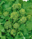 Rapini 'Quarantina'