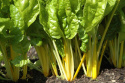 Mangold 'Bright Yellow'