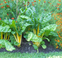 Mangold 'Bright Yellow'