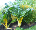 Mangold 'Bright Yellow'