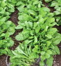 Mangold 'Groene Gewone'