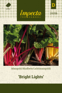 Mangold 'Bright Lights'