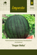 Vandmelon 'Sugar Baby'