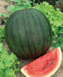 Vandmelon 'Sugar Baby'