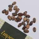 Vandmelon 'Sugar Baby'