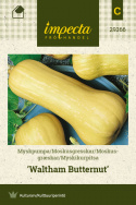Moskusgræskar 'Waltham Butternut'