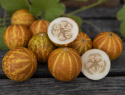 Mangomelon 'Queen Anne's Pocket Melon'