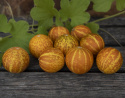 Mangomelon 'Queen Anne's Pocket Melon'