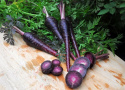 Sommergulerod F1 'Deep Purple'