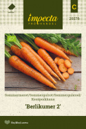 Sommergulerod 'Berlikumer 2'