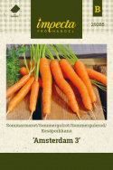 Sommergulerod 'Amsterdam 3'