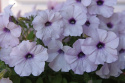 Hængepetunia F1 'Easy Wave Silver'