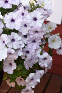 Hængepetunia F1 'Easy Wave Silver'