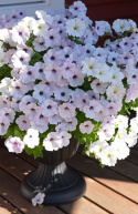 Hængepetunia F1 'Easy Wave Silver'