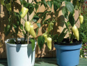 Paprika 'Zlata'