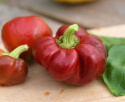 Tomatpaprika 'Dumas'