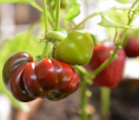 Tomatpaprika 'Dumas'