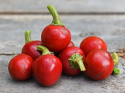 Kirsebærchili 'Coral'