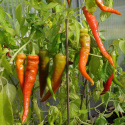 Chilipeber 'Lombardo'