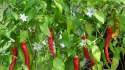 Chilipeber 'Lombardo'