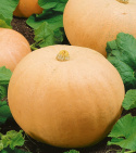 Mammutgræskar 'Melonowa Zólta'