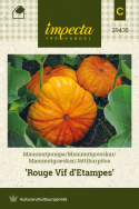 Mammutgræskar 'Rouge Vif d'Etampes'