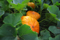 Mammutgræskar 'Rouge Vif d'Etampes'