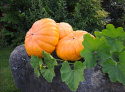 Mammutgræskar 'Rouge Vif d'Etampes'