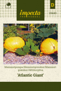 Mammutgræskar 'Atlantic Giant'