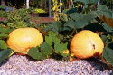 Mammutgræskar 'Atlantic Giant'