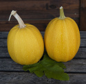 Spaghettifrugt 'Pyza'