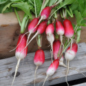 Radise 'Flamboyant 2'