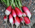 Radise 'Flamboyant 2'